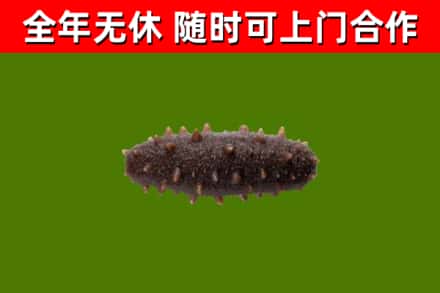 花溪回收海参干